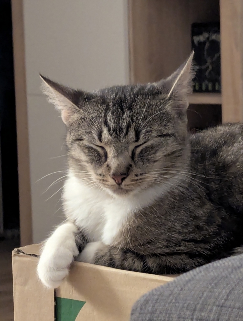 Judi, EKH – Tierheim des Tierschutzverein Peine
