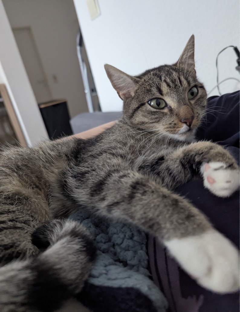 Katja, EKH – Tierheim des Tierschutzverein Peine